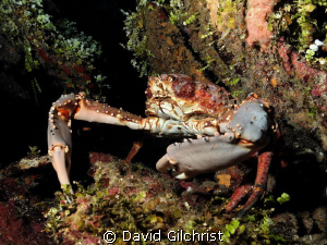 Crab sp. Under ledge in Roatan. by David Gilchrist 